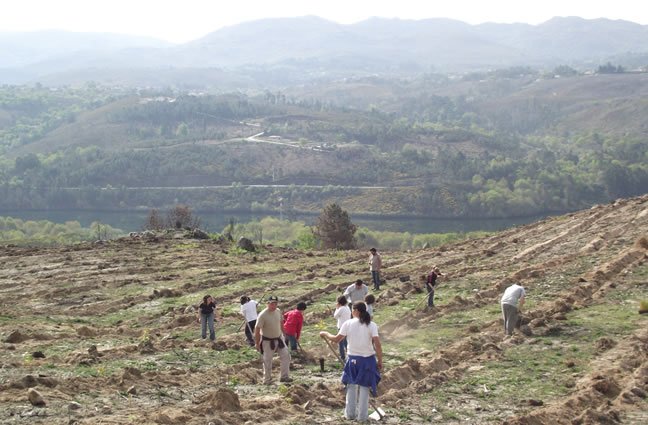 ID63 Habitantes unem esforços na reflorestação de terrenos baldios dsa freguesia de S. Jorge, Arcos de Valdevez